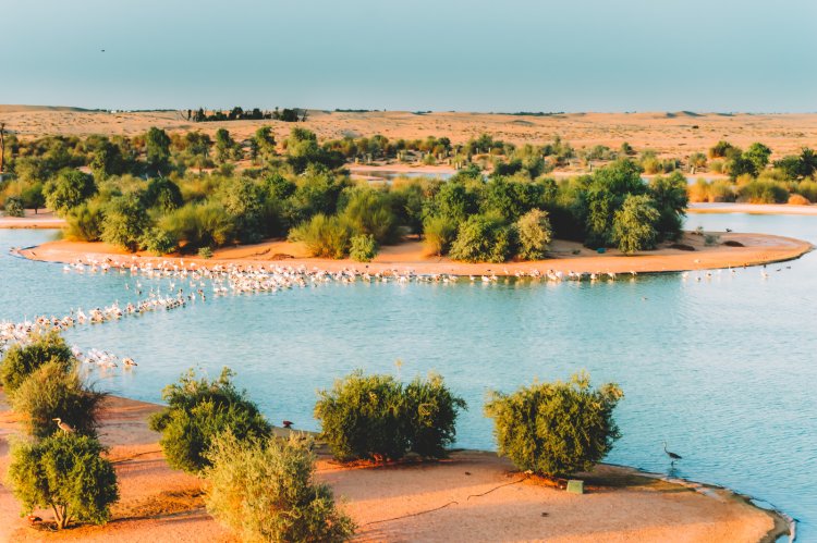 Al Qudra Lake Dubai – A Hidden Oasis for Nature Lovers & Adventure Seekers